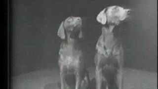 William Wegman Two Dogs amp Ball [upl. by Vogel984]