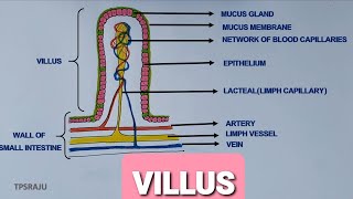 HOW TO DAW VILLUS DIAGRAM EASILY STRUCTURE OF VILLI [upl. by Ayot]