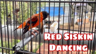 Red Siskin Singing Best Song Training  Canto Pintassilgo venezuelano 1H [upl. by Benoit41]