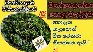 මඤ්ඤොක්කා කොළ මැල්ලුමCassava Manioc leaves malluma [upl. by Eetnod]