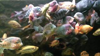 5300 L  Big American Cichlids  feeding time  wwwcichlidklubsk [upl. by Orban]