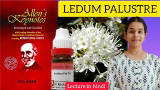 Ledum palustre homeopathic medicine Allens keynotes materia medica in hindi easy explanation [upl. by Emlynne]