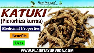 Katuki  Picrorhiza kurroa  Benefits Uses amp Medicinal Properties [upl. by Namdor612]