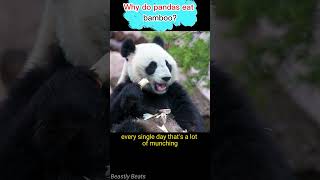 Top Wildlife Expert Reveals Why Pandas Love Bamboo  animals wildlife animals [upl. by Adne]