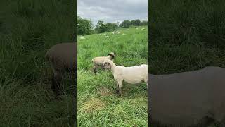 Sheep lamb baaing look at camera and chew grass intensely animal cute funny farm lamb sheep [upl. by Det4]