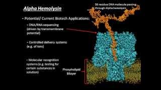 Alpha Hemolysin [upl. by Eeloj675]