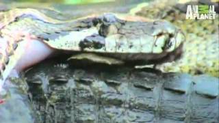 Python vs Aligator in the Florida Everglades [upl. by Yromas223]