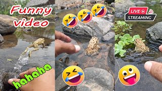 Catching frog funny make you laugh  cute frog jumping funny  funny catch frog video [upl. by Leuneb]