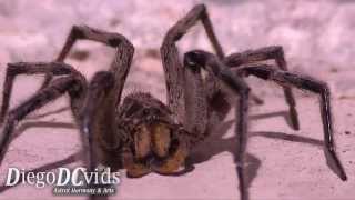 Lycosoidea Lycosidae Lycosa erythrognatha Wolf Spider species  aranha lobo [upl. by Ecinnej]