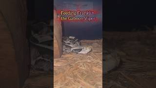 Gaboon Viper STRIKE normal vs slomo gaboonviper strike [upl. by Ahsias621]