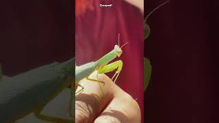 Praying mantis found gardenbugs [upl. by Baynebridge124]