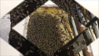 Big bee hive behind an electric meter breaker [upl. by Ferde543]