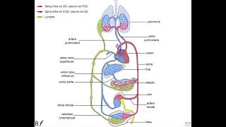 Le système circulatoire sanguin et lymphatique [upl. by Iosep]