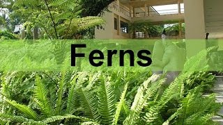 Fern Plants and their Life Cycle seedless vascular updated [upl. by Jauch437]