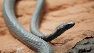 Why Do Venomous Animals Live In Warm Climates [upl. by Sunshine]