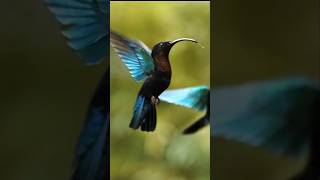 Eulampis jugularis Humming Birds Feeding in Balata Garden nature forest travel wildlife birds [upl. by Boggs]