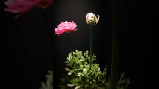 Ranunculus timelapse [upl. by Jamaal]