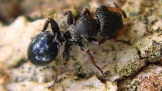 TOP 10 The Most Impressive Ants On The Planet [upl. by Nennahs]