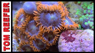 Zoanthids  Growing Fast Enough [upl. by Noryak]