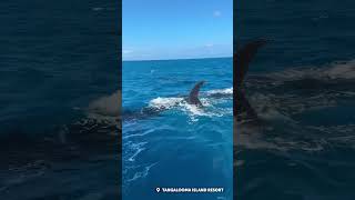 Tangalooma Island Resort Whale Watching Recap 2024 featuring Eco Ranger Josh shorts [upl. by Heidi]