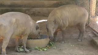 Babirusaバビルサバリ動物園kebun binatangBali ZooKampung SumatraIndonesiaインドネシアBaliバリ島 Pulau Bali [upl. by Holofernes783]