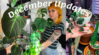 Houseplant Highlights December 2021  philodendron painted lady how I mounted staghorn fern  more [upl. by Aziaf]