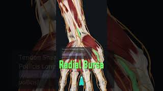 Radial Bursa infection [upl. by Nasya]