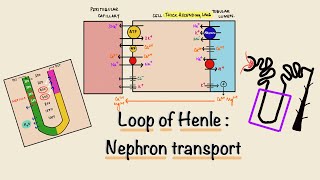 Loop Of Henle  Nephron Transport  Renal Physiology [upl. by Neelrahs]