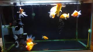 KOLEKSI IKAN MAS KOKI DI AQUARIUM 60CM [upl. by Aika]