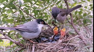 The Sardinian Warbler birds feeding their chicks [upl. by Geaghan354]