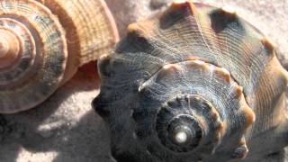 SeaTalk  Whelks [upl. by Dammahum42]