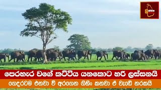 පොළොන්නරුවේ වන අලි lakjananews elephant Srilankan elephant news [upl. by Eelanaj]