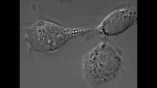 TNFinduced necrotic L929 cells  Morphology amp PI uptake overlay [upl. by Nedloh543]