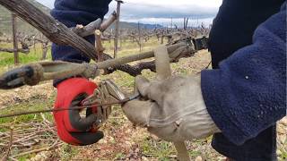 Vigne Réparation fil de fer rapide [upl. by Celisse]