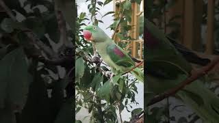 Parrots talking clear voice 😘😱🦜 [upl. by Moses]