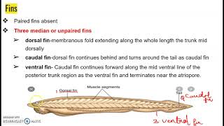 Branchiostoma Amphioxuspart1 [upl. by Nrehtac]