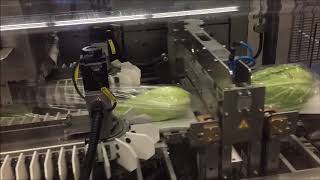 Redpack NTSBMI flow wrap machine packing pointed cabbages [upl. by Laehcor]