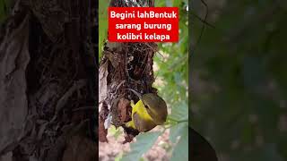 Sarang burung kolibri kelapavidioshort [upl. by Esinej]