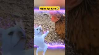 Ayam dan dog dance alightmotion freefire edit roblox jedagjedug funk funkdobounce [upl. by Itsur461]