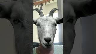 Funny goat video 🤣🤣shortstrendingshorts video [upl. by Atinaej]