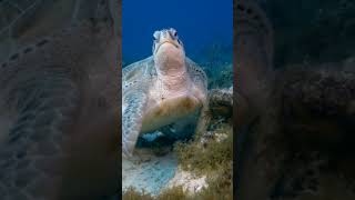 Exploring a Colorful Coral Reef with Turtles and Fish Wildlife Marine Nature Underwater Turtle [upl. by Allin]