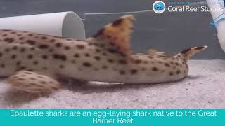 Epaulette Shark Development [upl. by Ateekahs474]