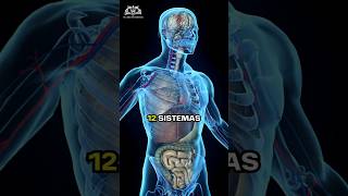 Los 12 Sistemas del Cuerpo Humano 🔥 medicina anatomia [upl. by Maribelle]