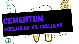 Cementum  acellular vs cellular cementum [upl. by Ahsa]