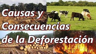 Causas y Consecuencias de la Deforestación y la Tala Inmoderada [upl. by Justin]