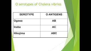 Vibrio Cholerae [upl. by Gusty493]