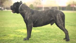 PRESA CANARIO THE ULTIMATE K9 PROTECTOR [upl. by Hannavahs]