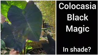 Huge Leaves On Colocasia Black Magic Easy Tropical Plant [upl. by Brasca]