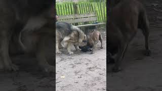 Caucasian Shepherd Playing fight shorts dog ytshorts “1 [upl. by Eidoow]