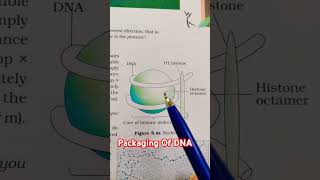 Packaging Of DNA  Nucleosome Neet Biology [upl. by Nessi40]